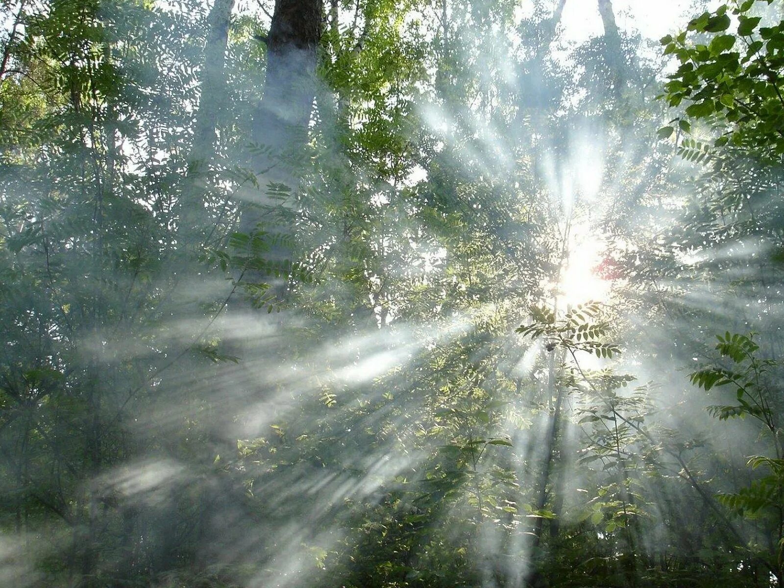 Появился луч света. Земля в лучах солнца. "Солнце в лесу". Солнце сквозь листву. Лучи солнца.