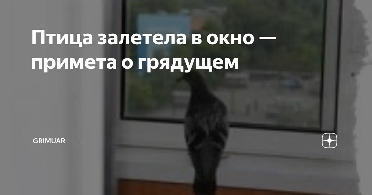 Птица залетела в окно примета. Примета птичка залетела в окно. Голубь залетел в окно примета. Голубь влетел в окно примета.