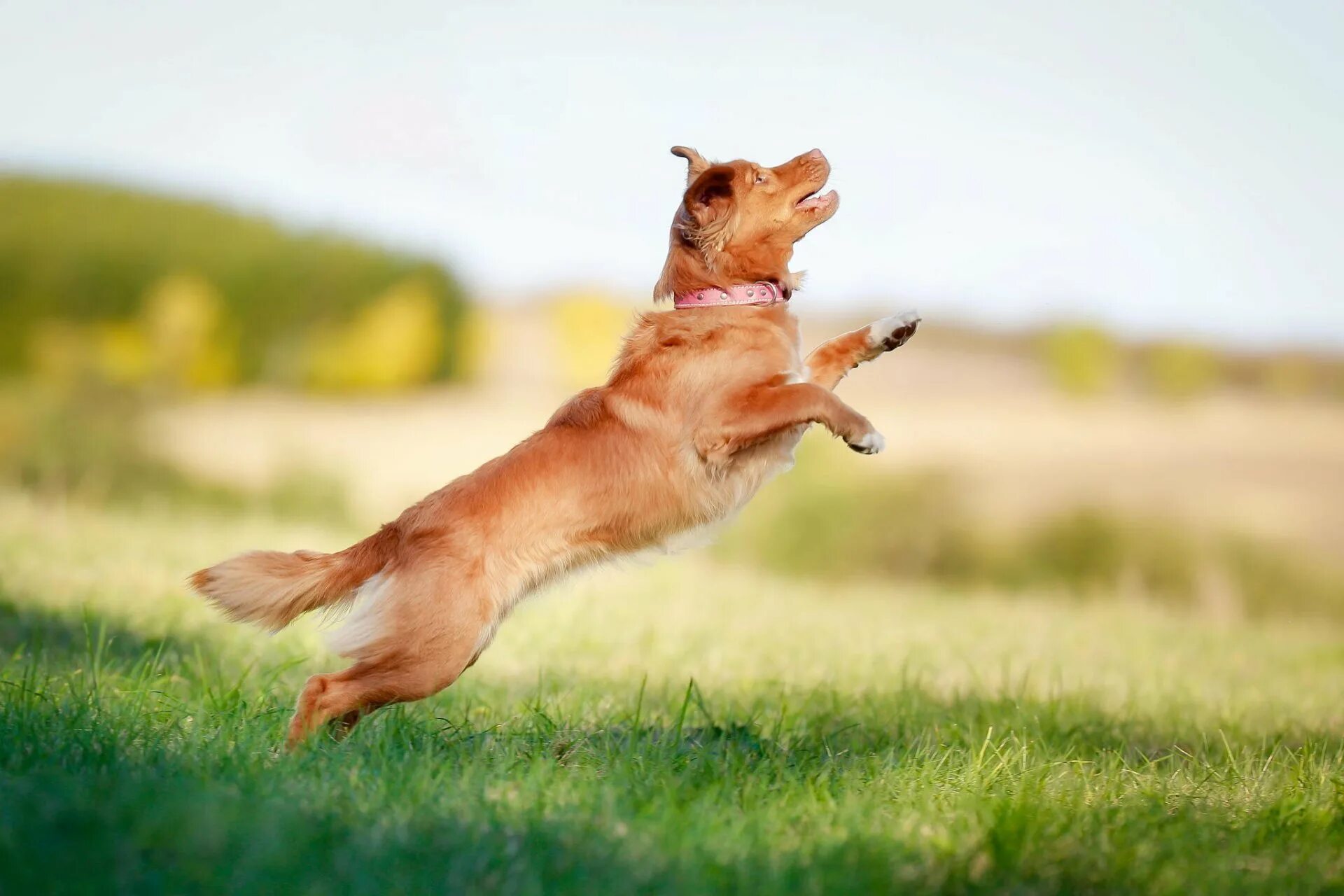 Бордер колли зкс. Щенок в прыжке. Джек рассел терьер фрисби. Dog jumping. Прыгучая собака.