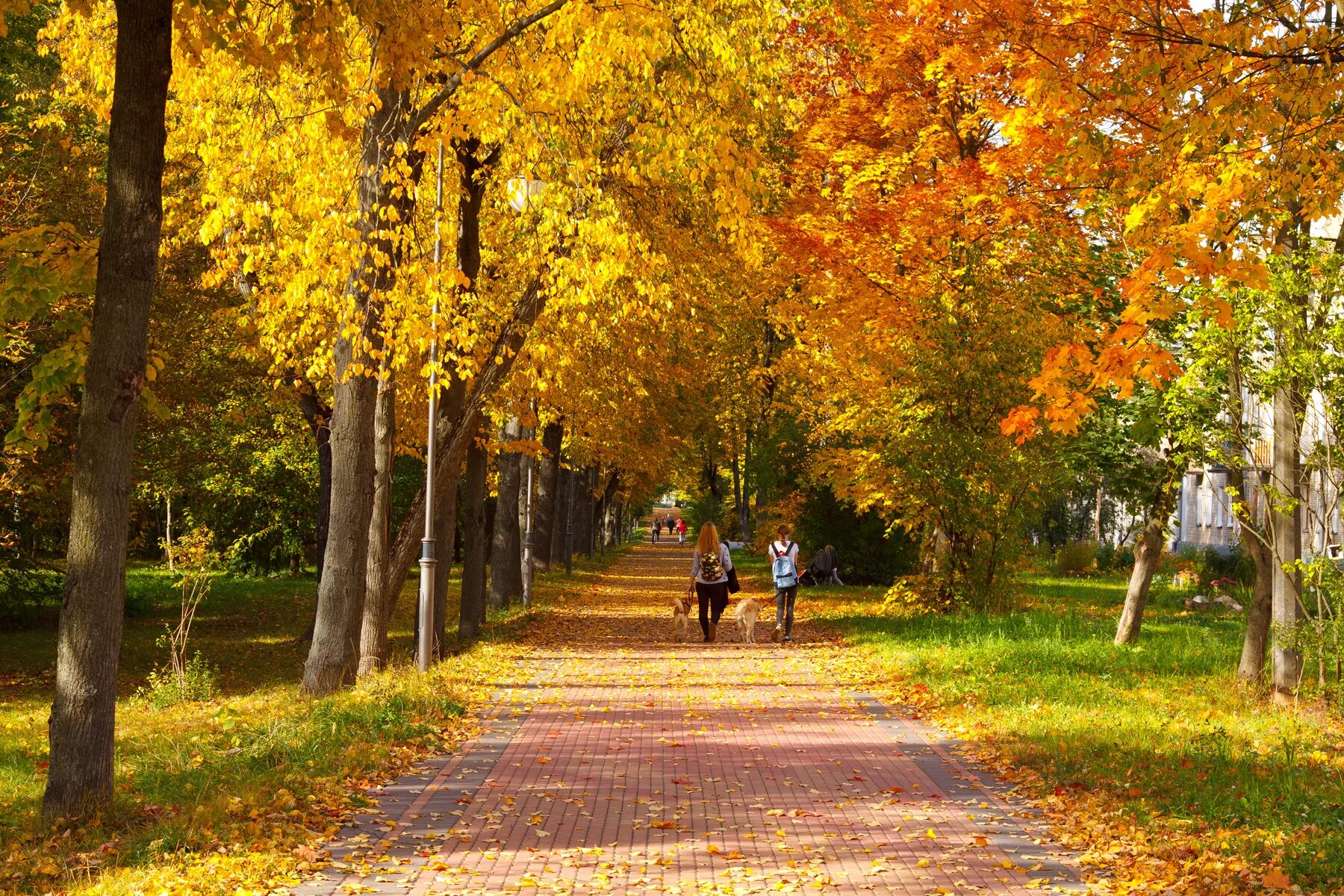 осень скверы. осень скверы. осенний парк. осень в парке. осень скверы.
