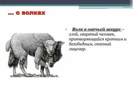 Отольются волку овечьи