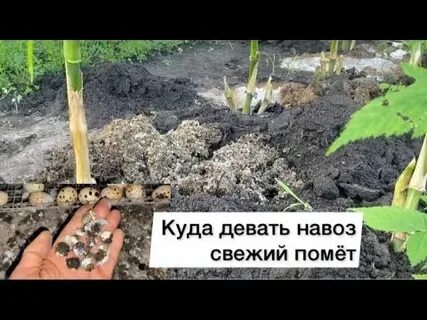 Куда девать навоз