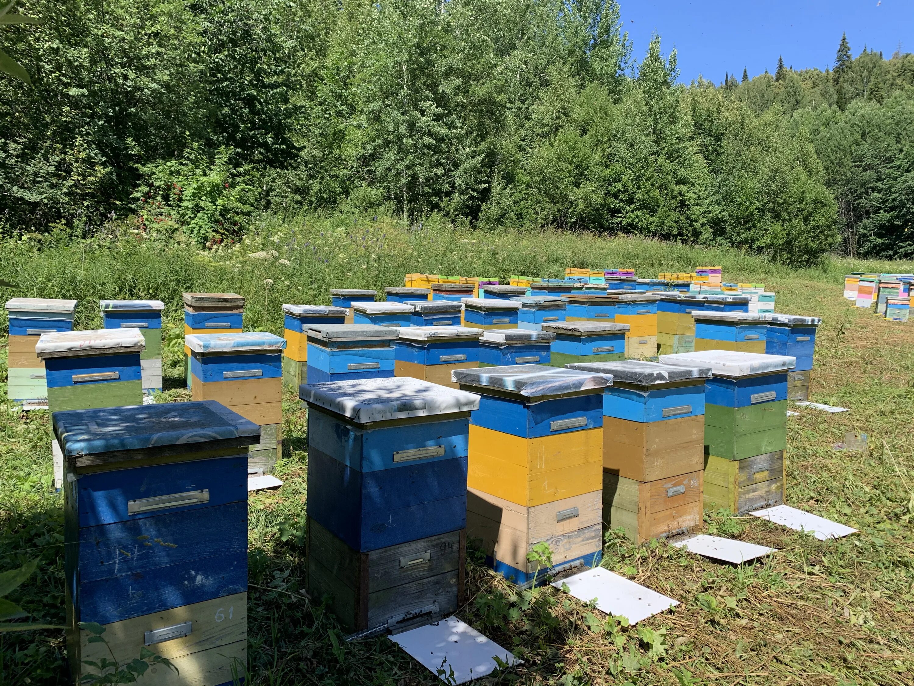 Пасека юрия ульянина иглинский район. Пасека матвеевых. Пасека дмитриевых. Лагерь карники тульская область. Пасека чиковых.