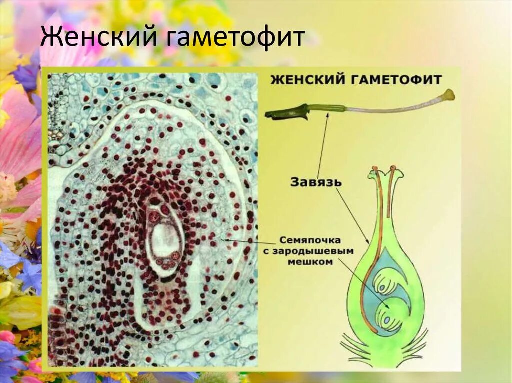 Женский гаметофит покрытосеменных. Женский гаметофит цветкового растения это. Формирование женского гаметофита у покрытосеменных растений. Образование женского гаметофита у цветковых растений. Женский гаметофит развивается