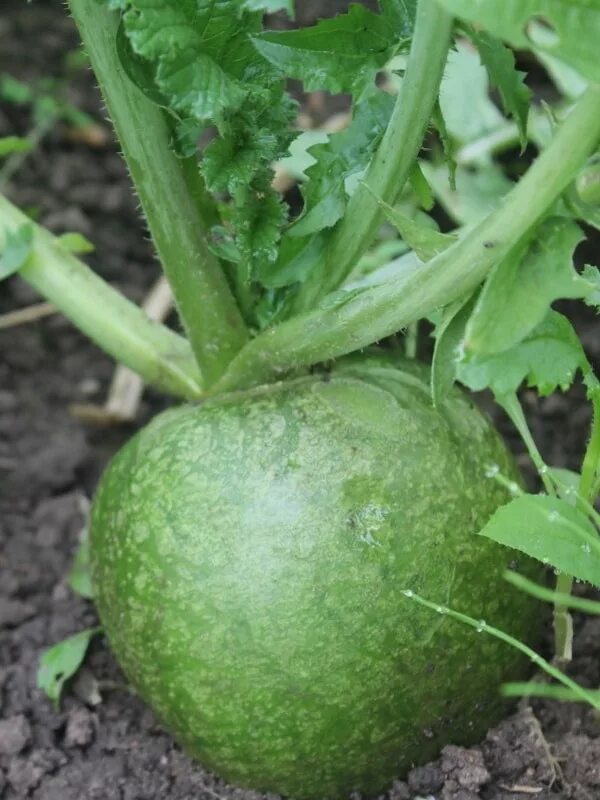 посадка маргеланской редьки в открытый грунт семенами. редька лобо маргеланская. когда сеять редьку маргеланскую в открытый грунт. маргеланская редька или дайкон. когда сеять редьку маргеланскую в открытый грунт.