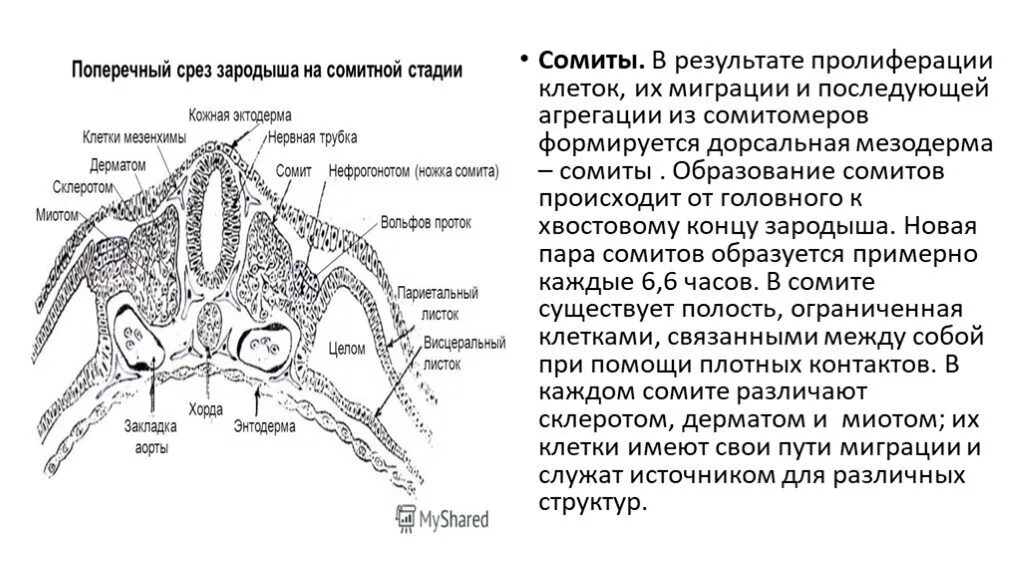 Дифференцировка сомитов. Эмбриология сомиты. Дорсальная мезодерма и образование сомитов. Сомиты и спланхнотом.