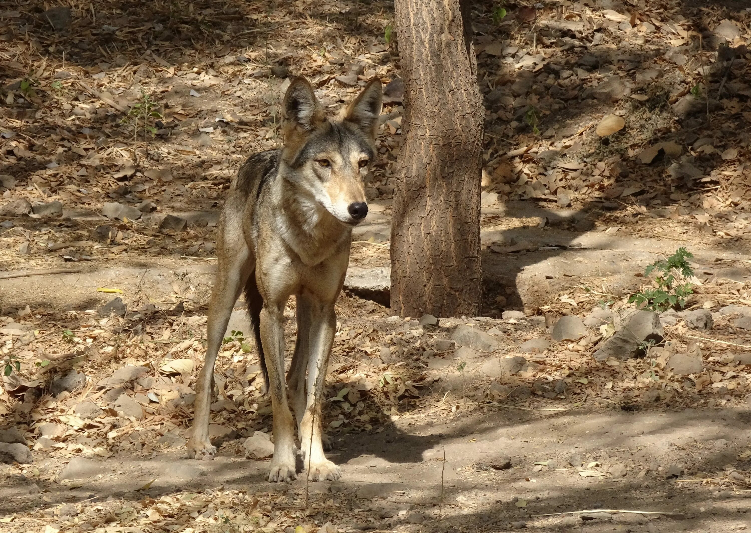 Дикая жизнь волков. Аравийский волк canis Lupus arabs. Canis Lupus pallipes. Среднеазиатский волк. Волки в Индии.