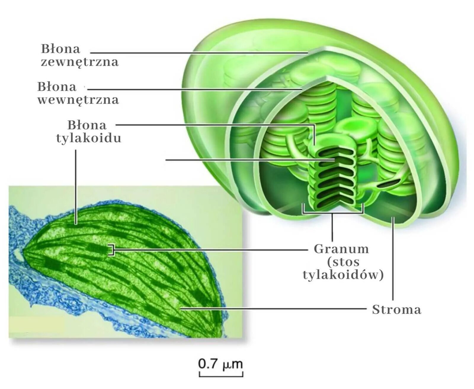 Хлоропласт царство. Строение хлоропласта. Chloroplast structure. Хлоропласт рисунок. Тилакоид рисунок.