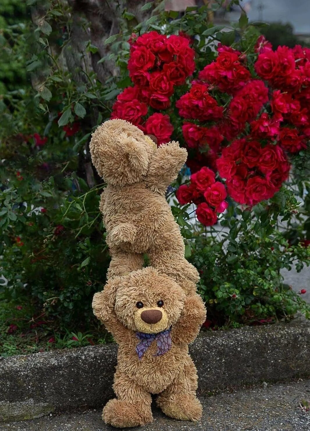 Тедди Беар цветы. Плетистые розы мишка. Мишка с цветами.