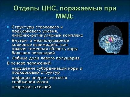 Срединно стволовые структуры