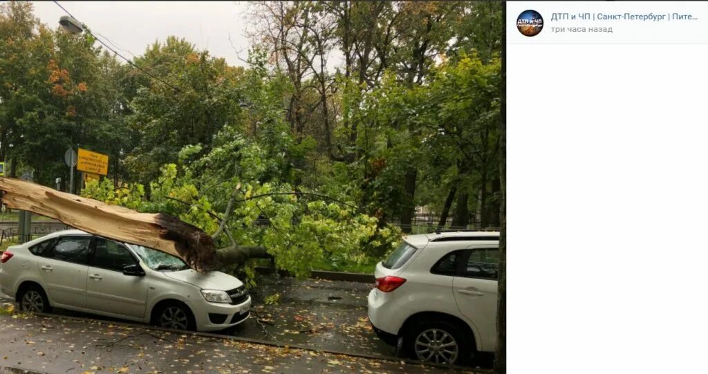 М 5 упал. Упавшее дерево в Пушкине. Повалило деревья в Санкт-Петербурге. Приморский район упало дерево.