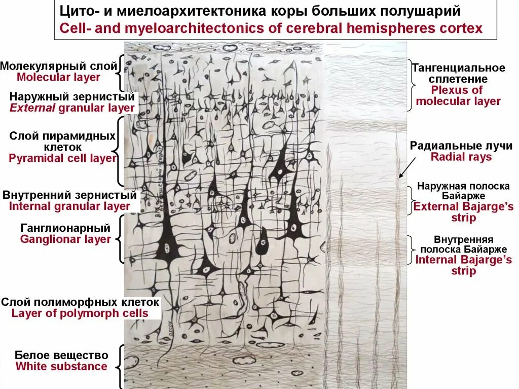 Строение миелоархитектоника коры головного мозга гистология. Миелоархитектонические слои коры больших полушарий. Цито и миелоархитектоника коры больших полушарий гистология. Схема цито и миелоархитектоника коры больших полушарий.