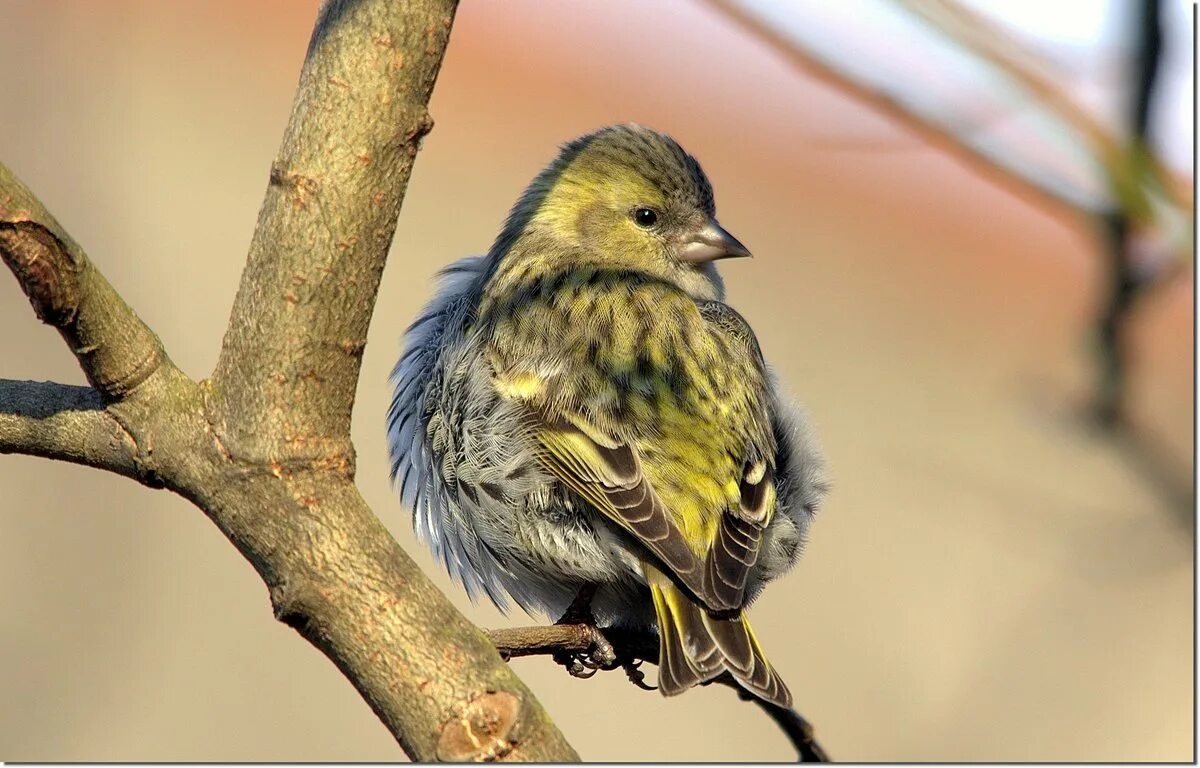 сосновый чиж. вода в чижике. памятник чижику-пыжику в санкт-петербурге. чиж птица пение. памятник чижику пыжику на фонтанке.