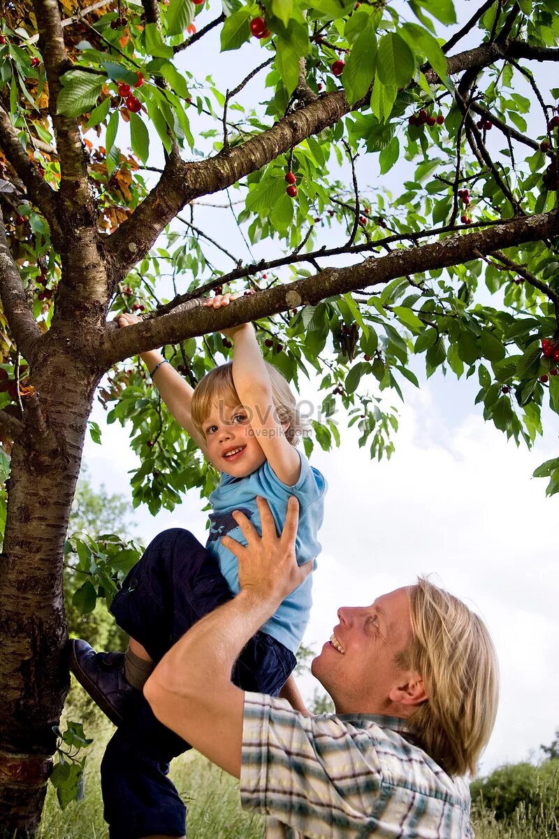 Включи папа на дереве. Дети лазают по деревьям. Дети лазят по деревьям. Мальчик лазает по деревьям. Папа дерево.