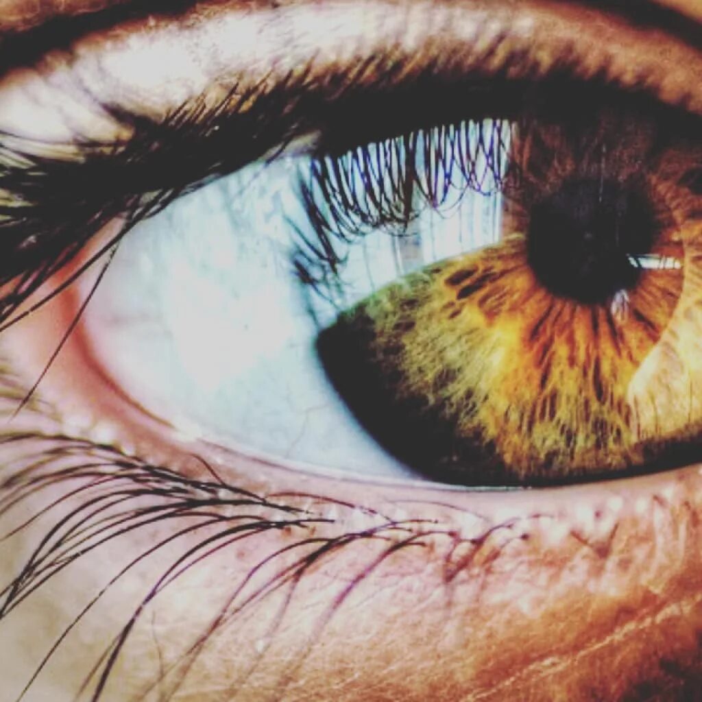 Оранжевые глаза. Янтарные глаза. Жёлтые глаза у человека. Город золотых глаз. Карие глаза.