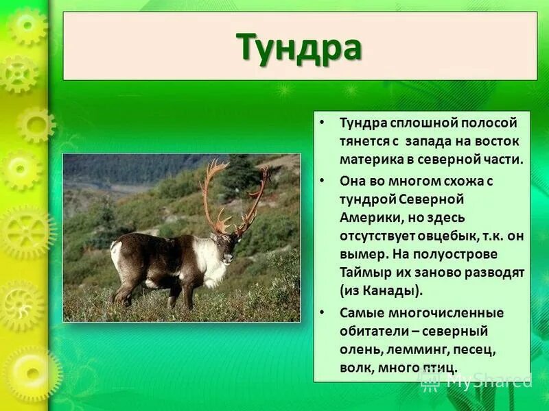 протяженность с севера на юг и с запада на восток. лес тянется с севера на юг состоящий в основном из хвойных пород. переписать текст. с запада тянулось. впишите недостающие слова индия расположена на юге материка.