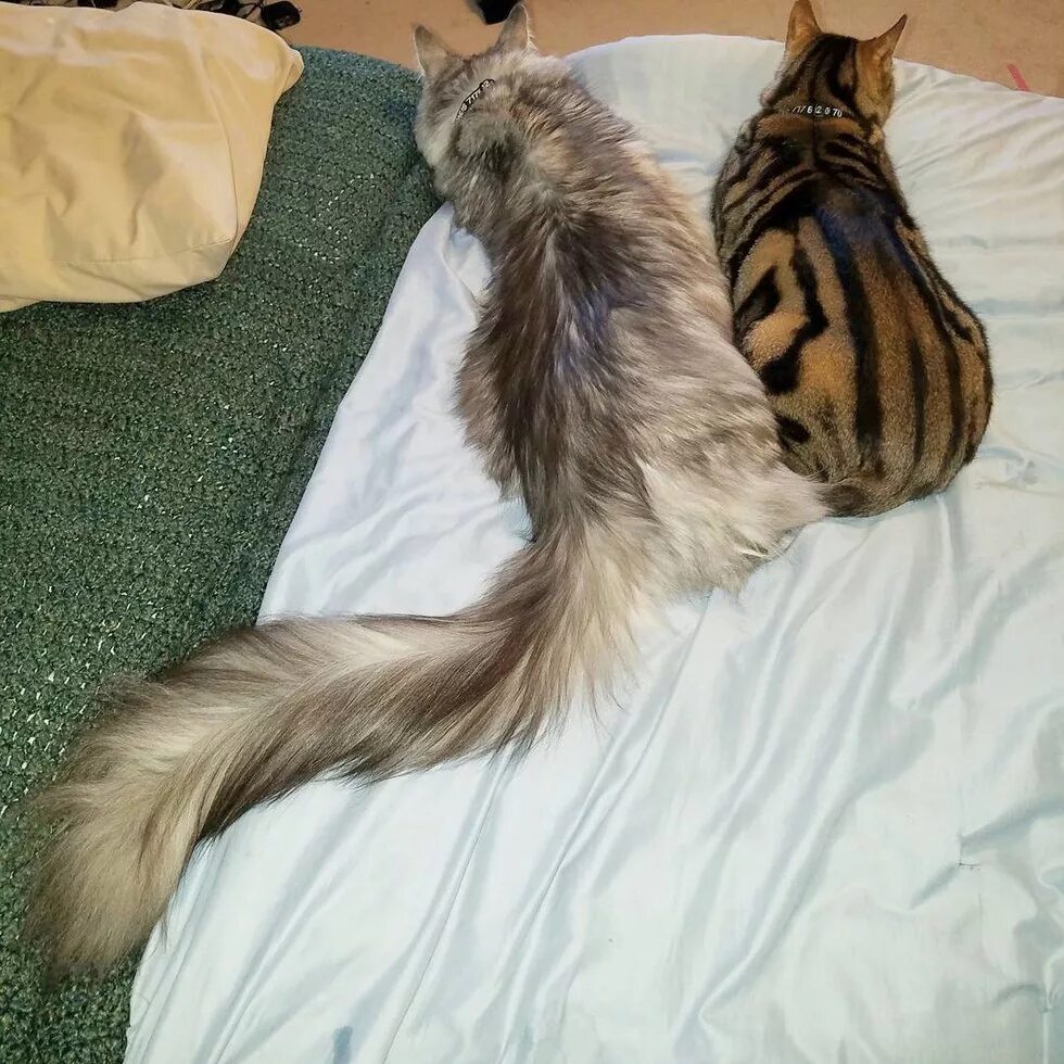 Кот Сигнус с самым длинным хвостом. Мейн кун хвост. Кот Мейн кун с хвостом. Сигнус кот порода. Порода с длинными хвостами