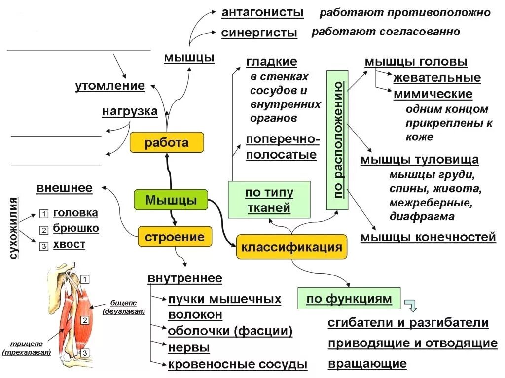 Биология человека егэ. Опорный конспект пищеварительная система человека. Опорные конспекты по биологии. Нервная система пищеварения человека. Опорные конспекты по анатомии.