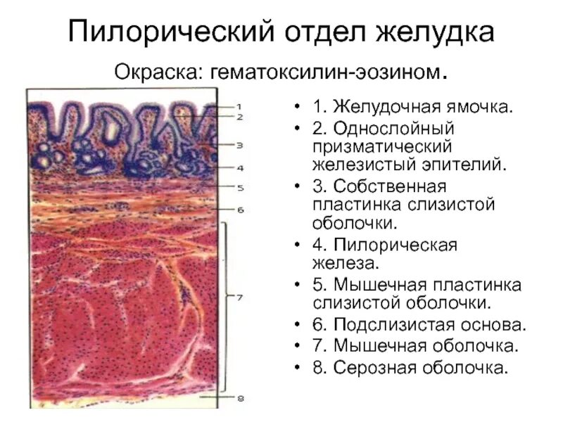 Пилорический отдел желудка окраска гематоксилин эозин. Пилорическая часть желудка препарат гистология. Пилорический отдел желудка препарат эпителий. Пилорический отдел желудка гистология препарат. Слизистая оболочка желудка содержит