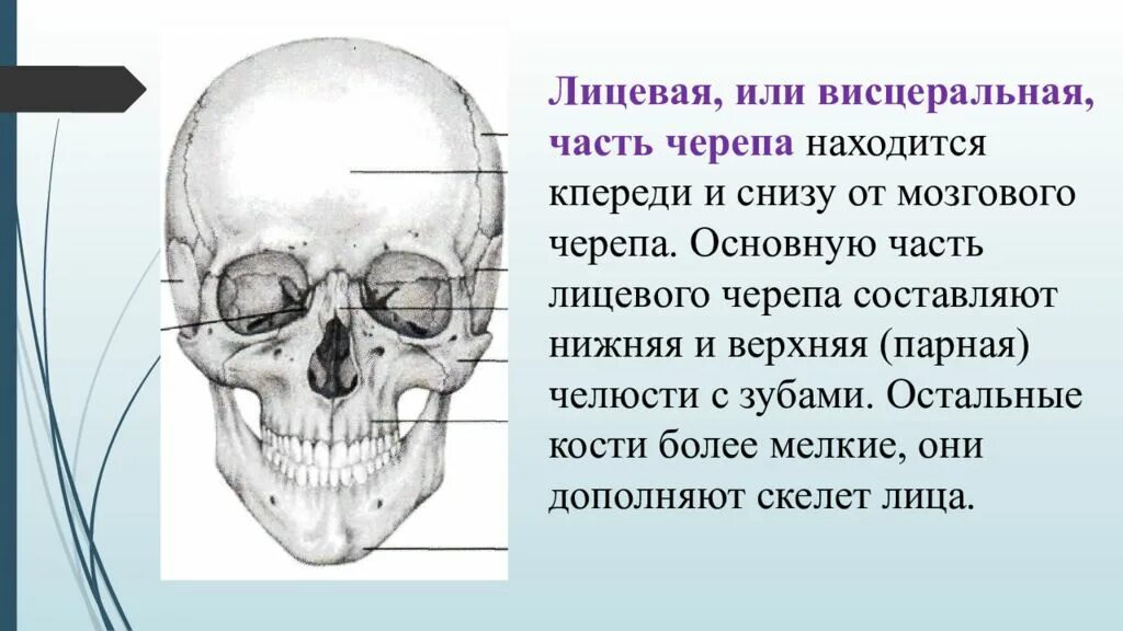 Лицевой череп. Строение черепа. Кости лицевого черепа. Строение черепа мозговой и висцеральный череп. Полости лицевого черепа