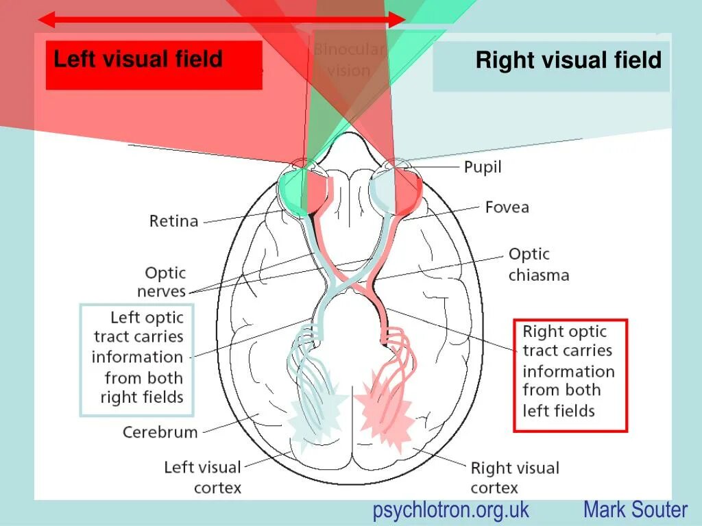 Right Visual field. Split-Brain (Computing).