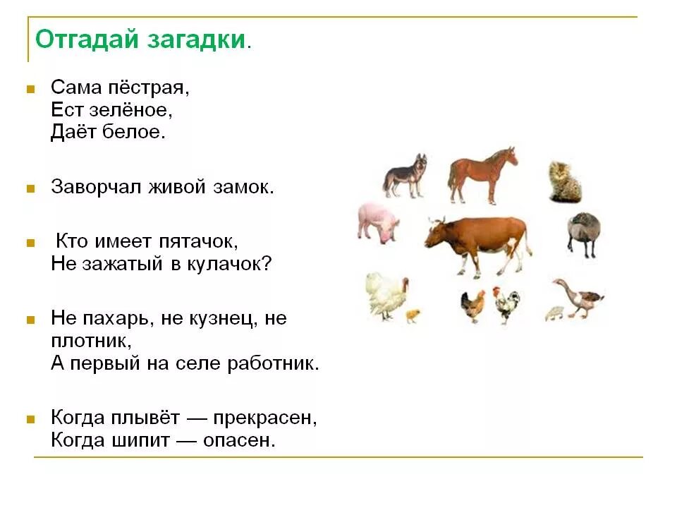 Загадки про домашних животных. Загадки про домашних живот. Загадки о животных. Загадки с домашними животными.