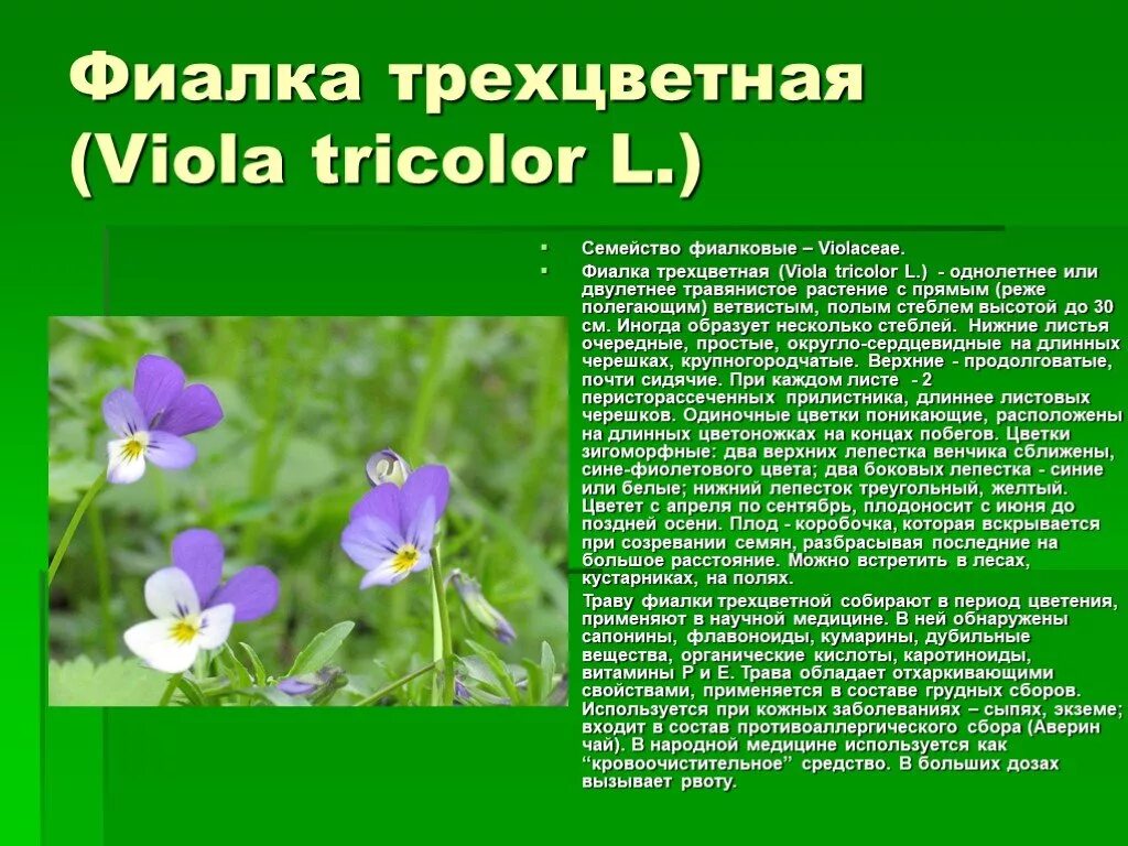 Анютины глазки цветы описание. Фиалка трехцветная Viola Tricolor. Листья фиалки трехцветной Луговой. Фиалка трехцветная листья стебель.