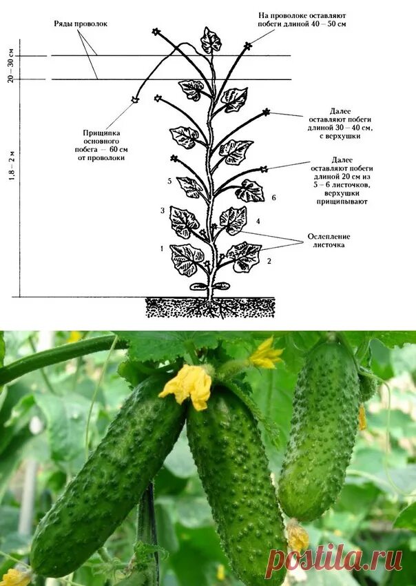 Надо ли обрывать огурцы. Пасынкование огурцов. Схема формирования куста огурца. Огурцы схема прищипывания.