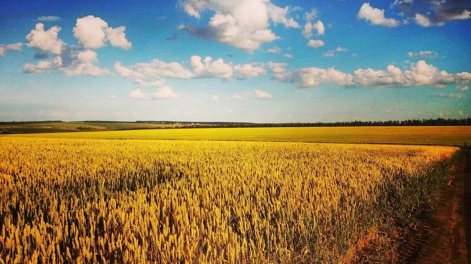 Что такое зной. Летний зной. лето жара зной пейзаж. летний зной фото. климат украины фото.