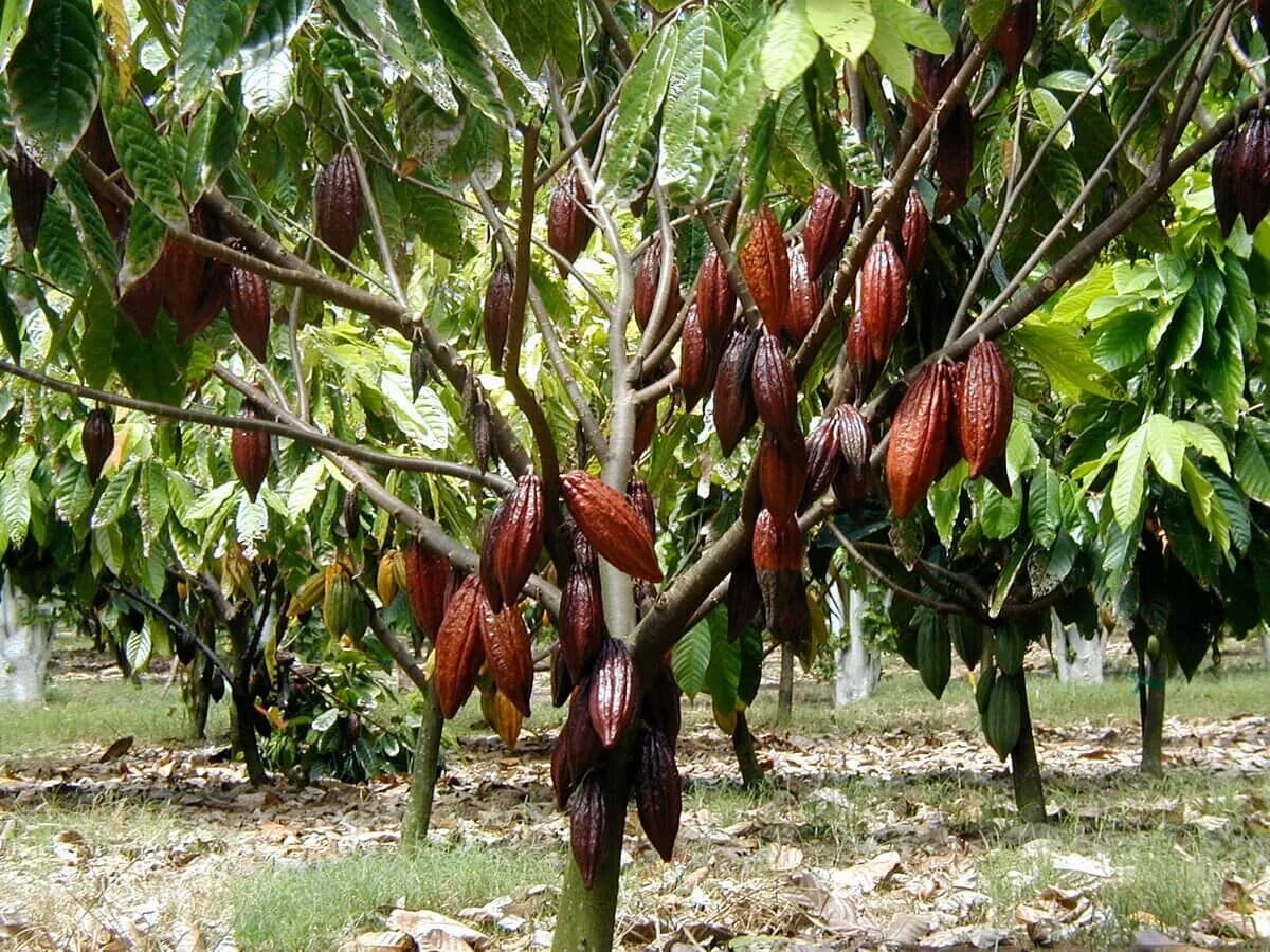 Из какого дерева делают шоколад. Какао бобы дерево. theobroma cacao дерево. шоколадное дерево (theobroma cacao). какао бобовое дерево.