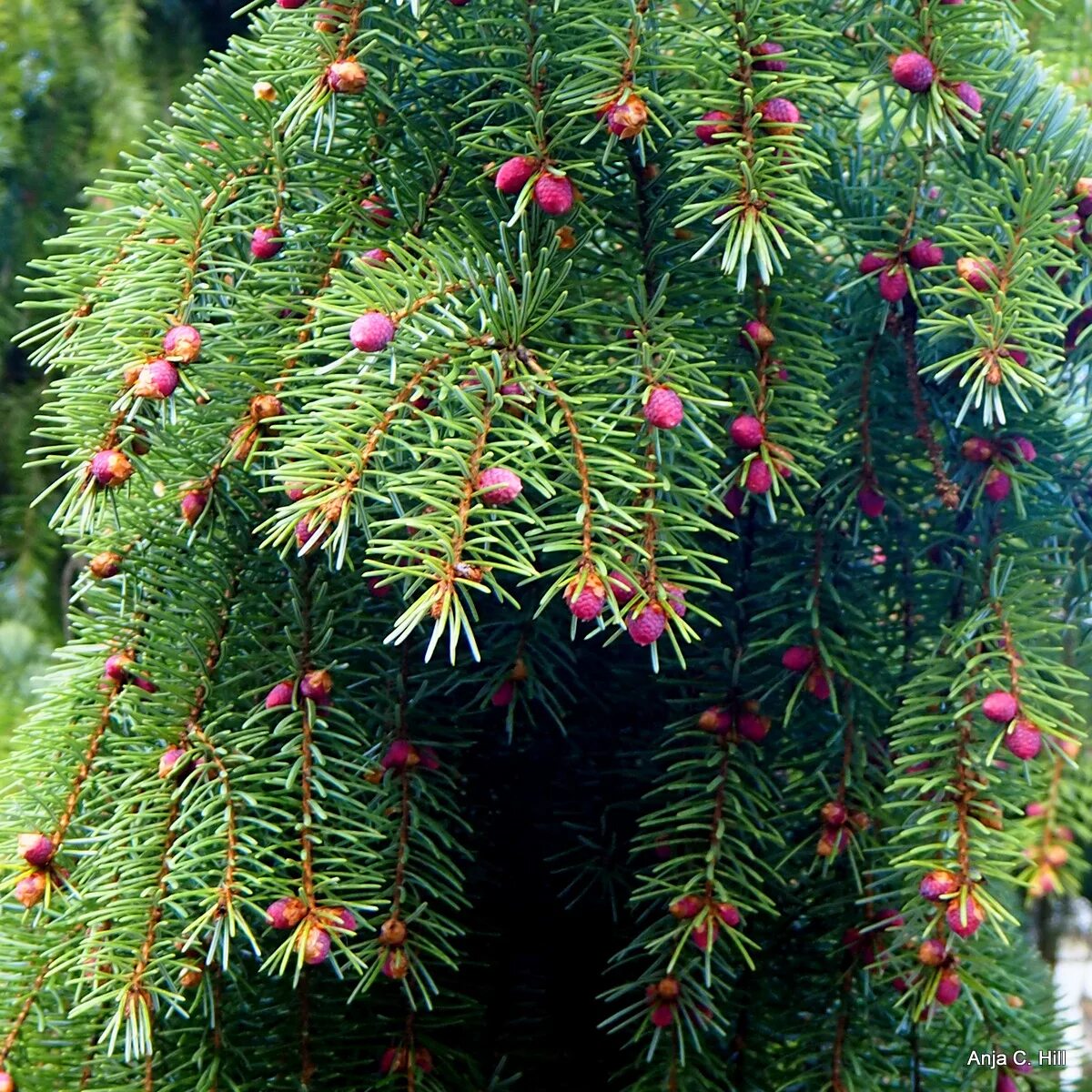 Ель обыкновенная акрокона (picea abies acrocona). Ель обыкновенная аркона. Picea abies acrocona. Ель обыкновенная акрокона (acrocona). Ель обыкновенная акрокона (picea abies acrocona).