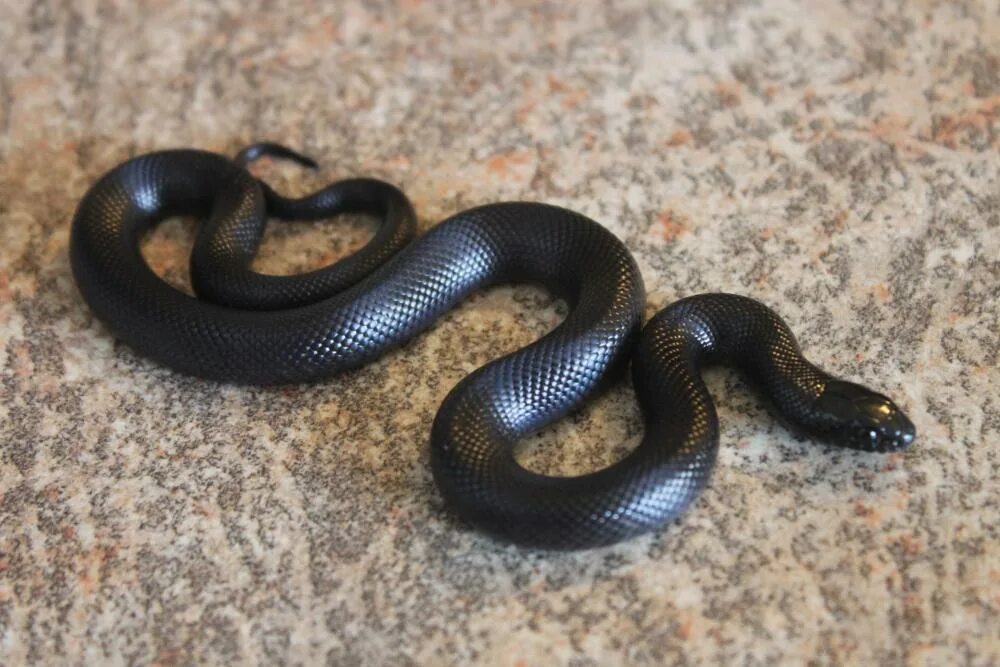 Змеи черного цвета. Чёрная Королевская змея нигрита. Мексиканская Королевская змея нигрита. Королевская гадюка черная. Гадюка Никольского (Vipera nikolskii).