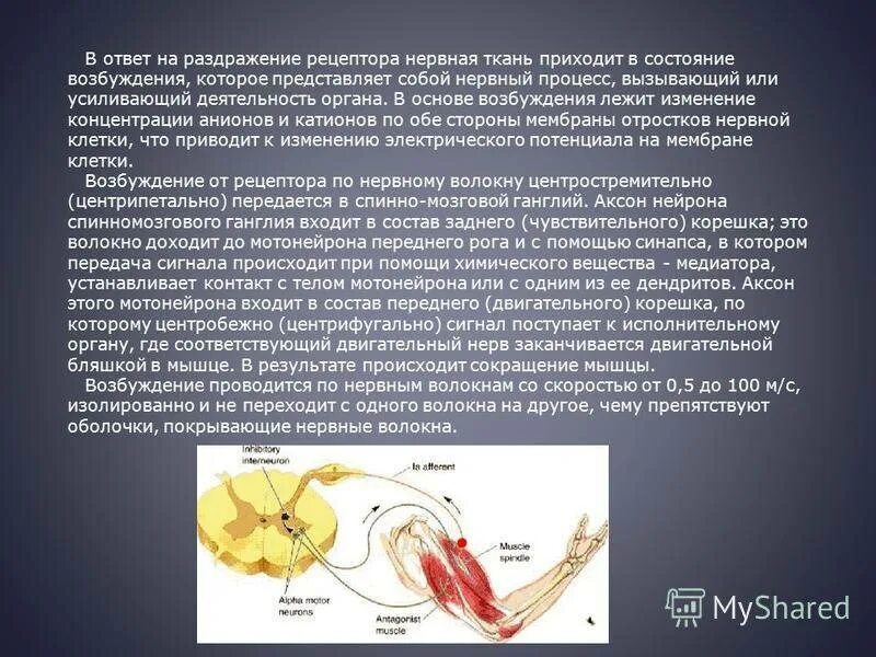 Процесс возбуждения нервных клеток. Рефлекторная деятельность нервной системы. Рефлекторная деятельность центральной нервной системы. Раздражение нервной системы. Нервная деятельность возбуждение.