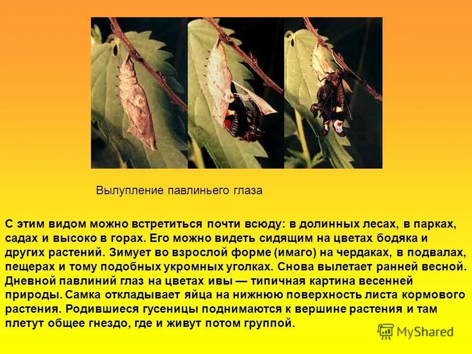 можно встретить в большинстве