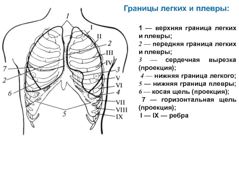 Значение синусов плевры. Проекция границ легких и плевры. проекция границ легких и париетальной плевры. нижняя граница легкого скелетотопия. границы легких и плевры схема.
