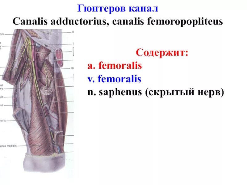 Гунтеров канал. N saphenus топография. Бедренный треугольник топография. Приводящий канал. Canalis femoralis топография.