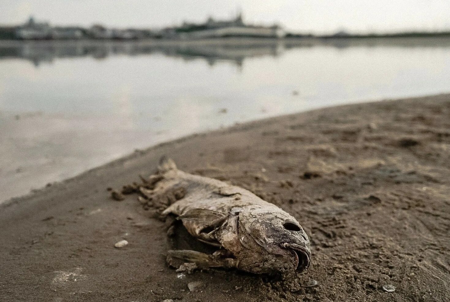 Рыба в грязной воде. Обмеление реки Волги. Загрязненная река Волга. Река Волга мелеет. Река Волга обмелела.