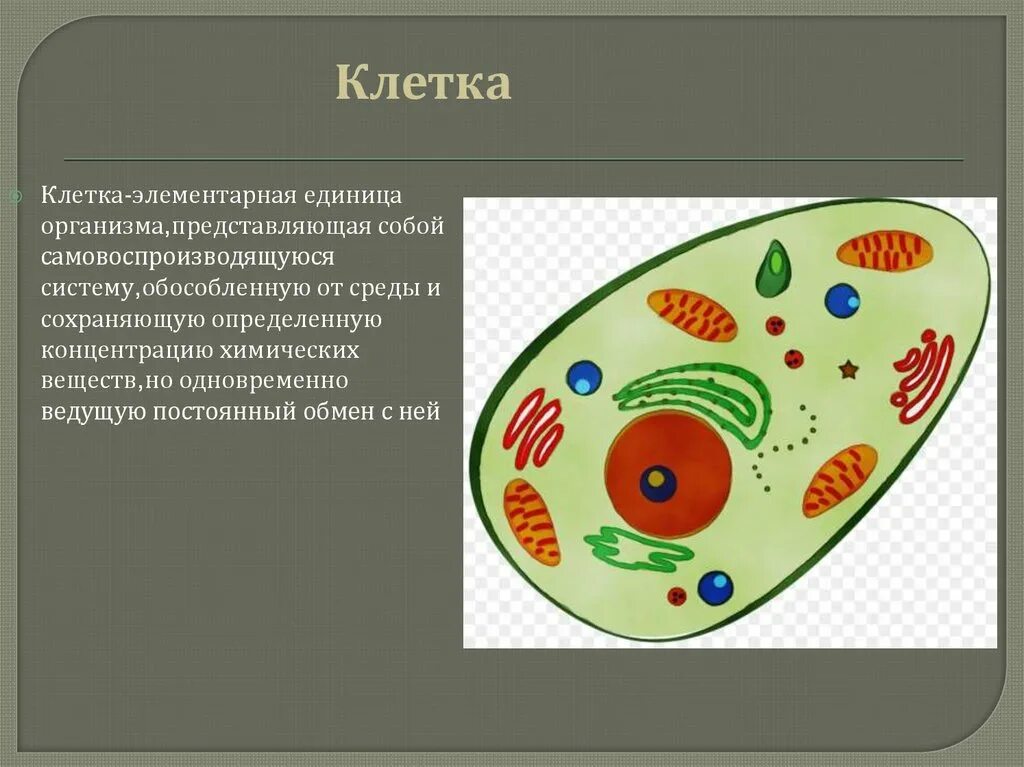 Что такое клетка определение кратко. Учение о клетке кратко и понятно самое важное. что такое нуклкточный организм. клеточная теория шванна и шлейдена картинки. что такое клеточное настроение.
