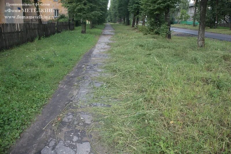 трава на обочине дороги. цветы на обочине дороги. трава на обочине дороги. день пейзаж. цветы вдоль дороги.