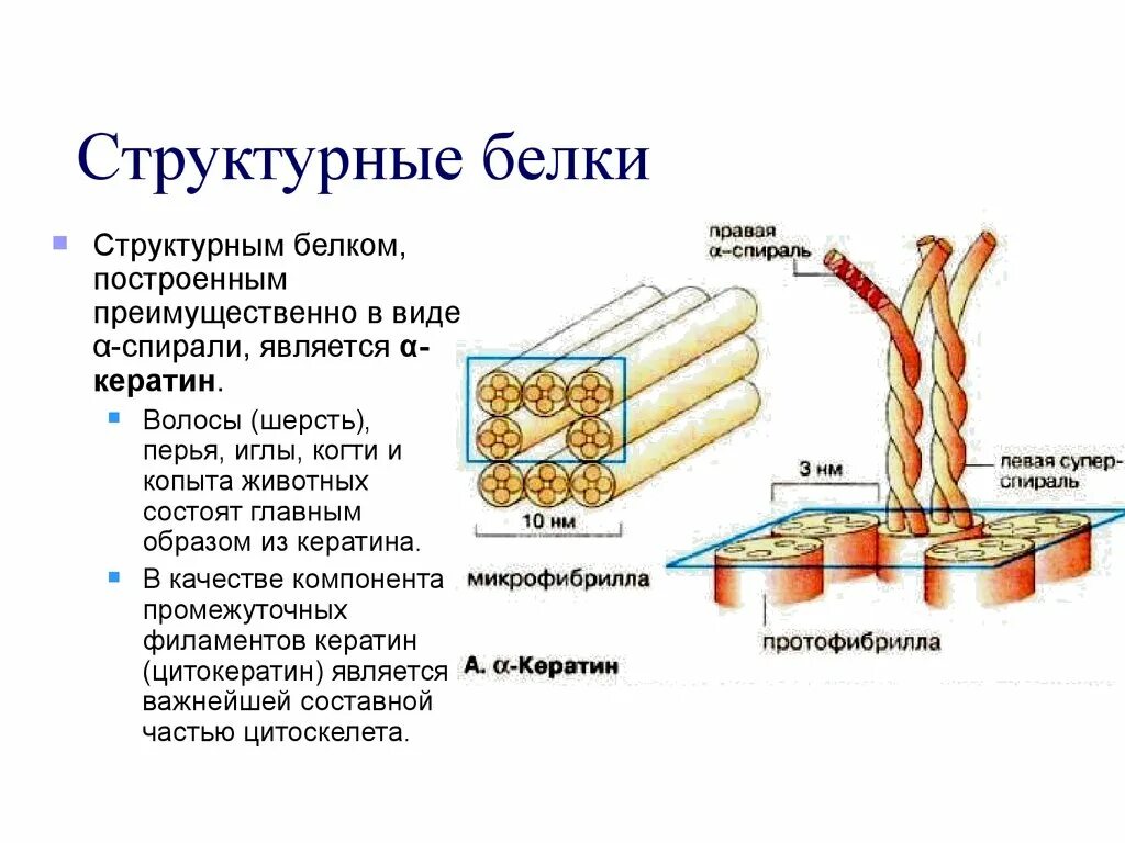 Белковый элемент. Кератин строение белка. Кератин структура белка. Белок строение биохимия. Строение белков коллагена кератина.