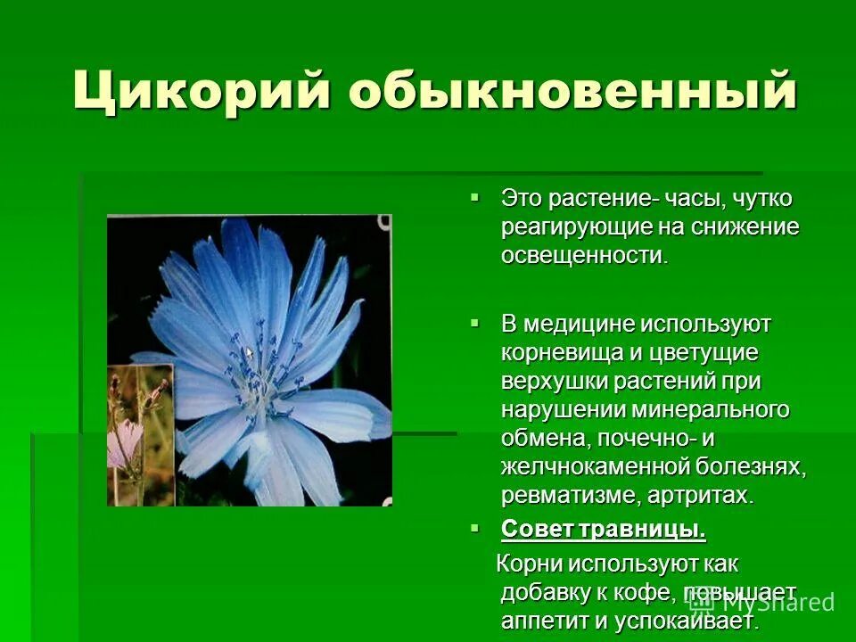 Цикорий обыкновенный применение. Цикорий. Цикорий описание. Цикорий обыкновенный. Цикорий обыкновенный описание.