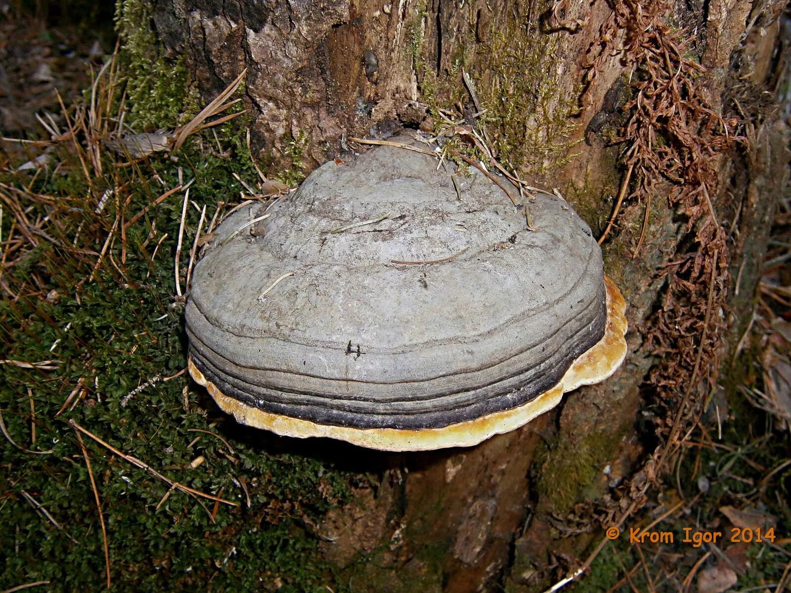 Heterobasidion annosum. березовый пластинчатый трутовик. серая жаба трутовик окаймленный. трутовик лисий. трутовик трутовик плоский.