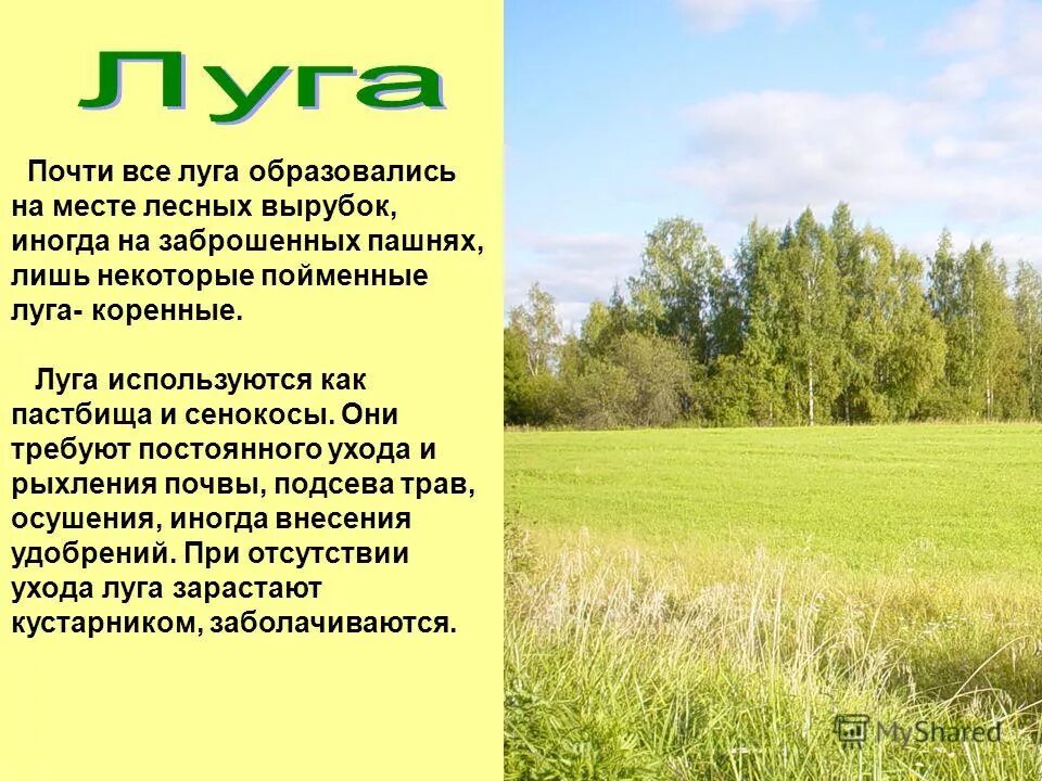 Как использует луга человек подготовиться. Луг и человек окружающий мир. Как использует луга человек подготовиться. Сообщество луг 4 класс окружающий мир. Как использует луга человек подготовиться.