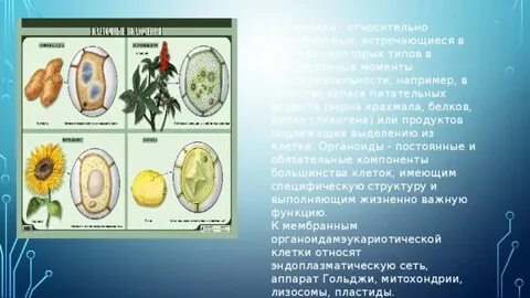 Запасные белки растительной клетки