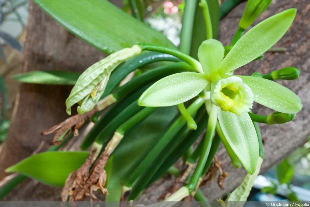 Vanilla planifolia. Vanilla planifolia Andrews. Ваниль СПАРЖЕЦВЕТНЫЕ. Ваниль v. planifolia плантации.