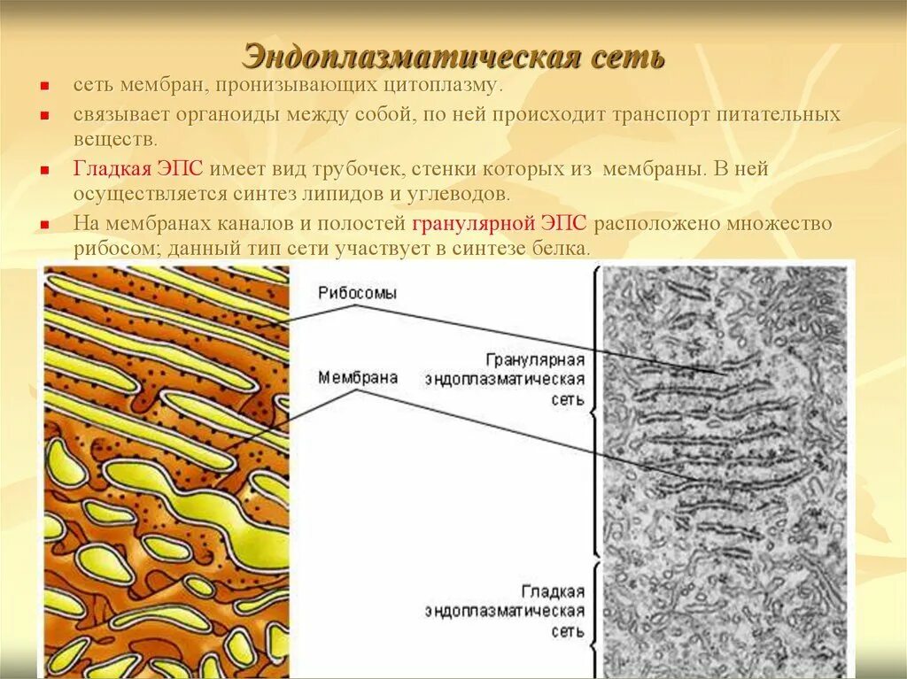 Канал эндоплазматической сети