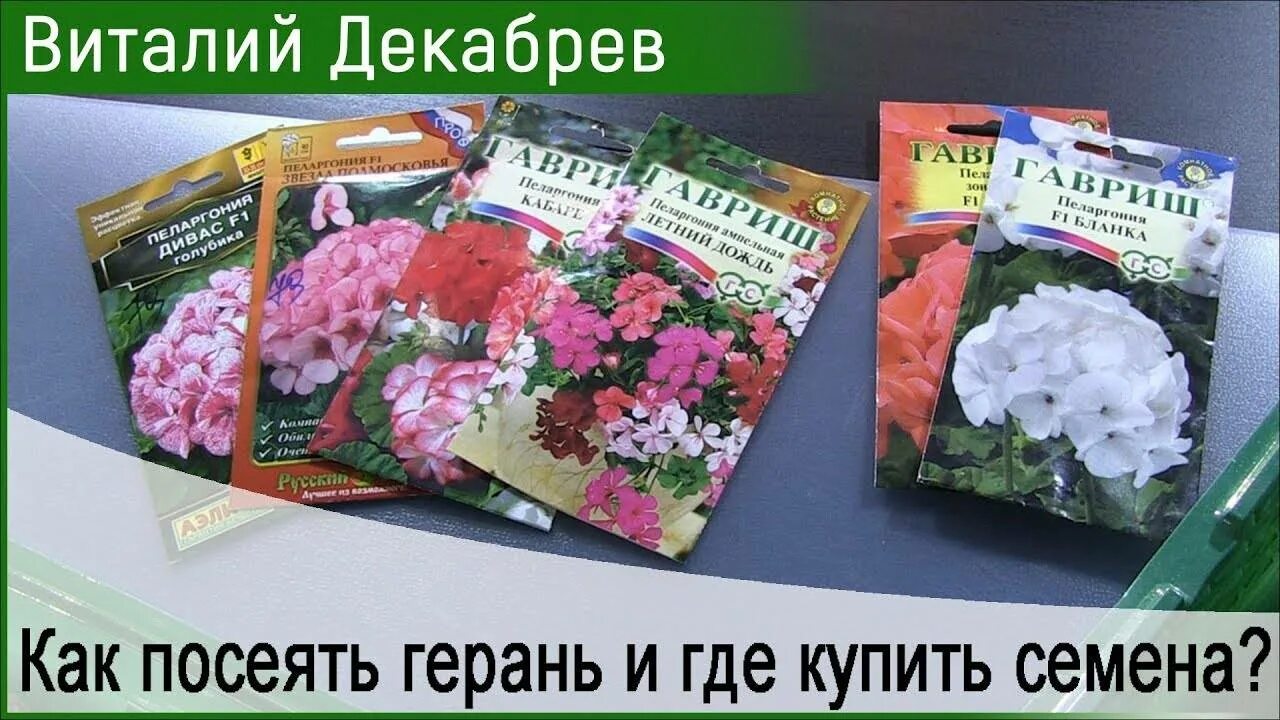 Семена герани магазин. Семена герани. Семена герани пеларгонии. Герань Королевская семена. Герань махровая семена.