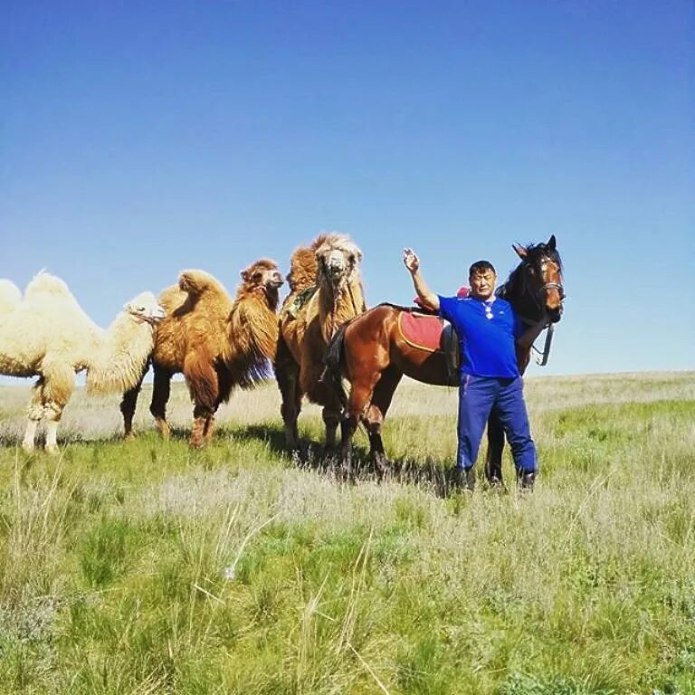 калмыцкий двугорбый верблюд. калмыкия тюльпаны верблюд. верблюд калмыцкий бактриан в калмыкии. верблюдоводство в калмыкии. сомали верблюды.