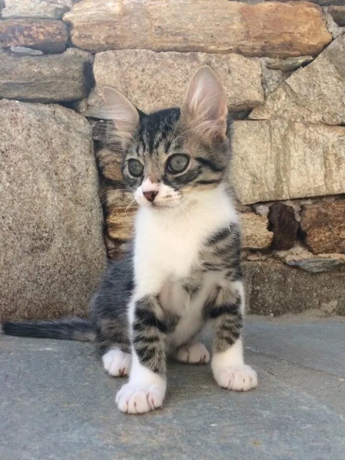 жалобно пищал