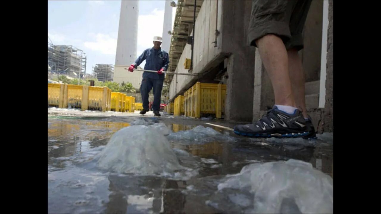 Аэропорты водопровод закупорить диспансер. Медуза Хадера электростанция. Медузы забили атомную электростанцию фото.